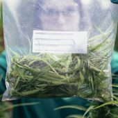 L’avviso per una filiera di cannabis terapeutica made in Sicily. «Sull’Isola utile a 10mila pazienti ma c’è resistenza dei medici»