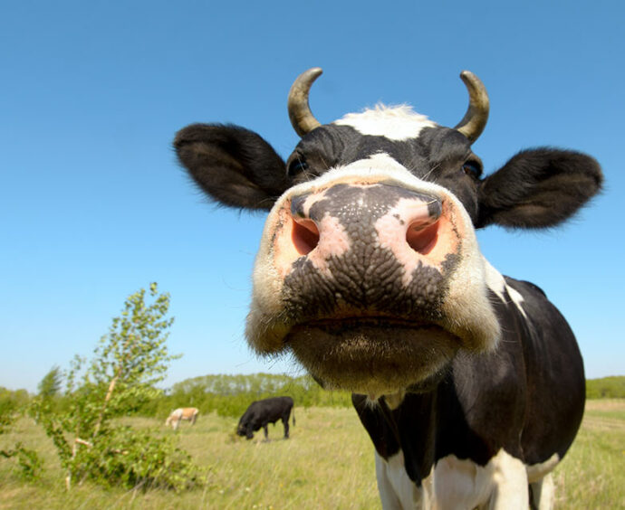 Canapa come mangime per le mucche: meno stress e infezioni